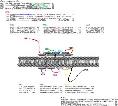 Protease-Activated Receptors in the Intestine: Focus on Inflammation and Cancer